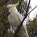 Sulpher-Crested Cockatoo