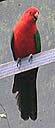 Australian King Parrot