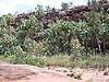 Palm Valley scenery